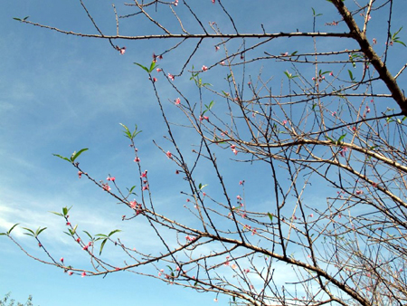 Early flower season in mountainous plateau